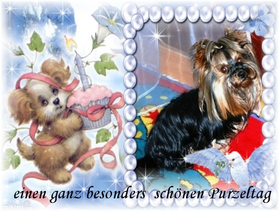 An den Beitrag angehängtes Bild: http://www.yorkshireterrier-vom-kleinen-freund.de/Geburtstagsbild.jpg