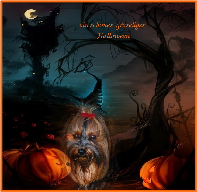 An den Beitrag angehängtes Bild: http://www.yorkshireterrier-vom-kleinen-freund.de/Halloween2011.jpg