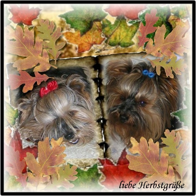 An den Beitrag angehängtes Bild: http://www.yorkshireterrier-vom-kleinen-freund.de/Herbst2011.jpg