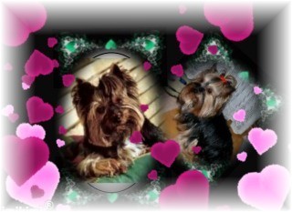 An den Beitrag angehängtes Bild: http://www.yorkshireterrier-vom-kleinen-freund.de/Valentinstag2011.jpg