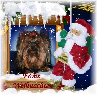 An den Beitrag angehängtes Bild: http://www.yorkshireterrier-vom-kleinen-freund.de/Willi-2011-weihnachten.jpg