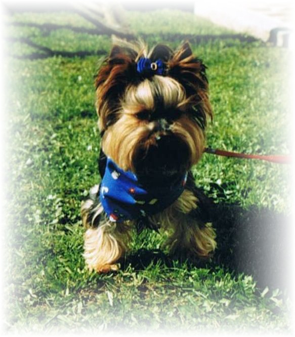 An den Beitrag angehängtes Bild: http://www.yorkshireterrier-vom-kleinen-freund.de/Willihintergrundbild.jpg