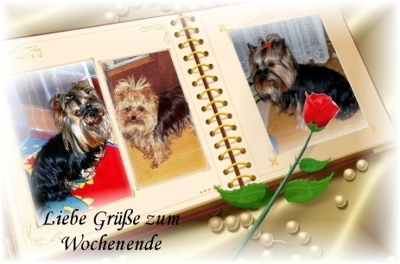 An den Beitrag angehängtes Bild: http://www.yorkshireterrier-vom-kleinen-freund.de/drei-im-Buch.jpg