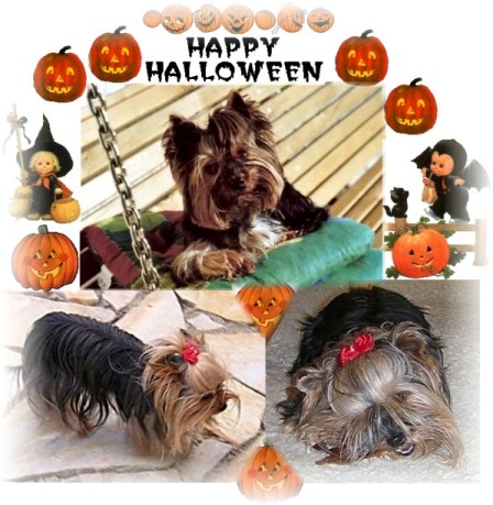 An den Beitrag angehängtes Bild: http://www.yorkshireterrier-vom-kleinen-freund.de/halloween1k.jpg