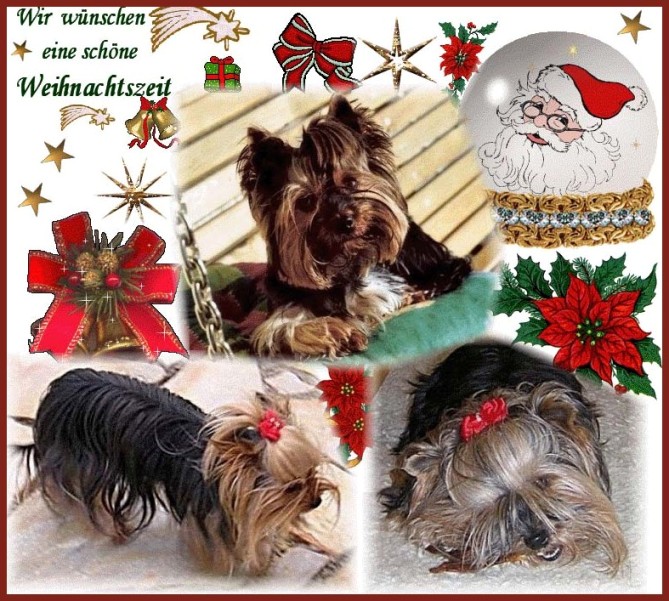 An den Beitrag angehängtes Bild: http://www.yorkshireterrier-vom-kleinen-freund.de/weihnachtszeit.jpg